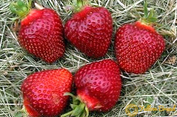 Strawberry Nwa Prince: deskripsyon, k ap grandi karakteristik