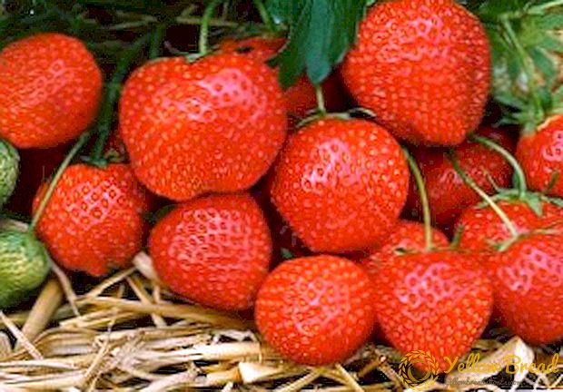 Ananas Erdbeere: Die Geheimnisse einer großen Ernte von großen Beeren