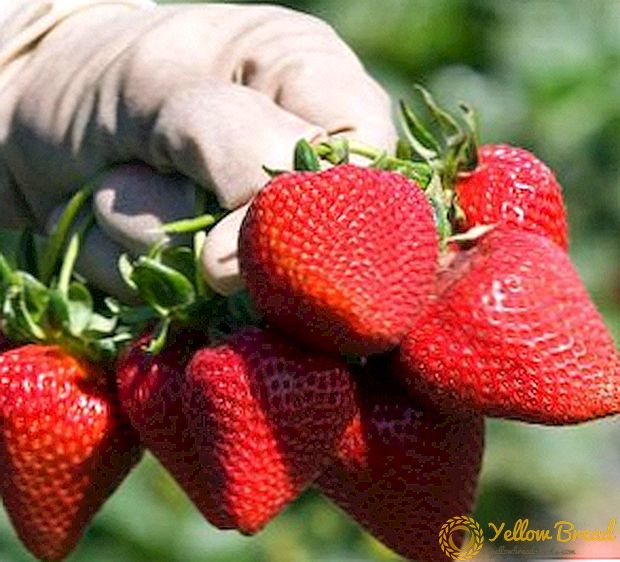The best varieties of large strawberries