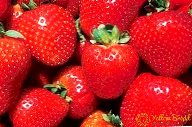 Ang pinaka-masarap na varieties ng strawberry
