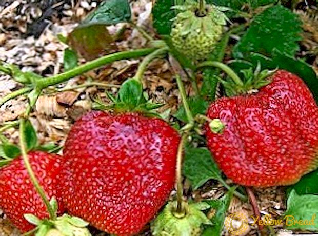 Mga panuntunan ng planting at pag-aalaga para sa mga strawberry 