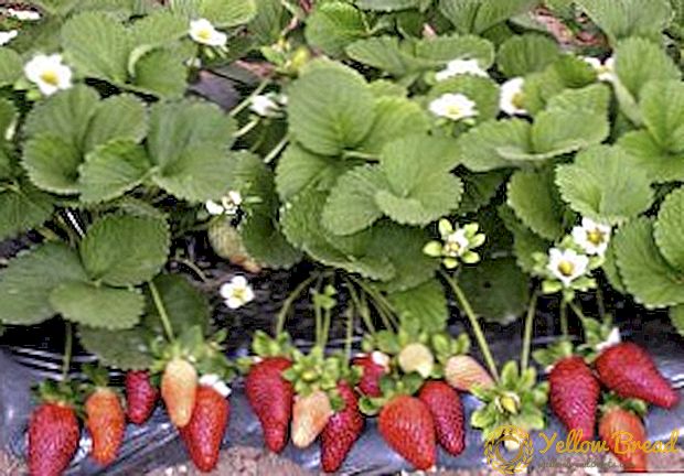 TOP 10 besten Sorten von Erdbeere remontantnaya
