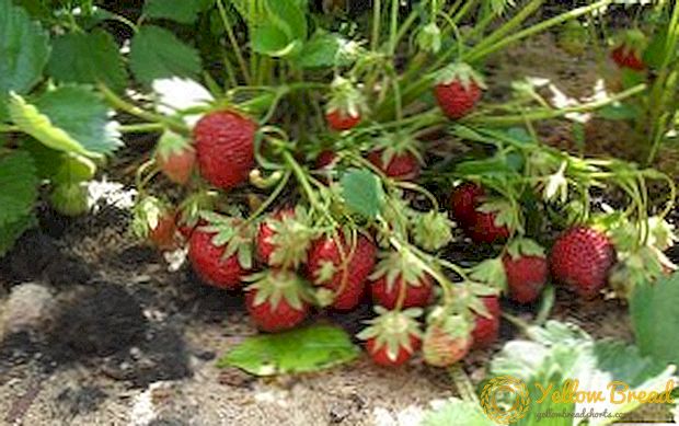 We verbouwen aardbeien 