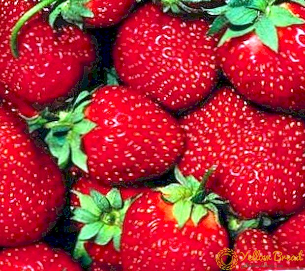 Hvad er en reparation jordbær (hindbær, jordbær)