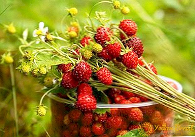 Was ist nützlich Wald Erdbeeren: Beschreibung, Zusammensetzung und Verwendung von Waldbeeren