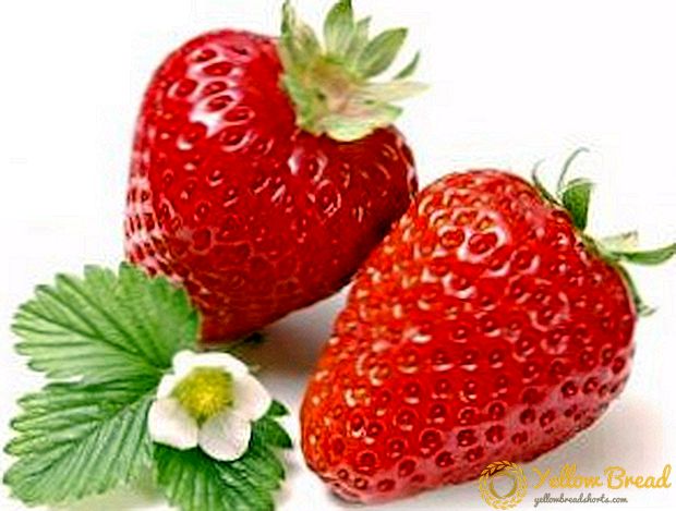 Hvilke sorter af jordbær er bedst egnet til dyrkning i forstæderne
