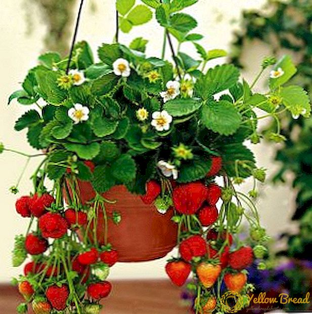 How to grow strawberries at home