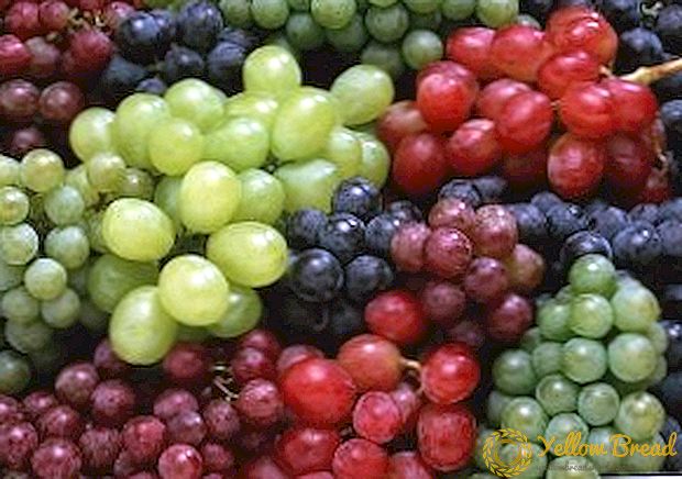 Сорти на грозје по азбучен ред + ФОТО