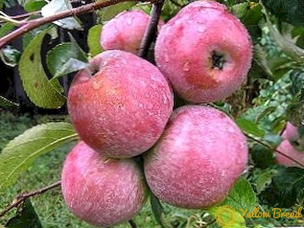 Lobo äpplen: Vad behöver en trädgårdsmästare veta?