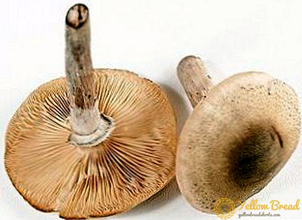 Mikä on hyödyllistä sieniä: ravintoarvo ja munan kemiallinen koostumus
