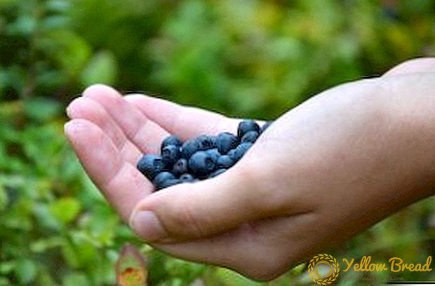Paano naiiba ang blueberry mula sa blueberry