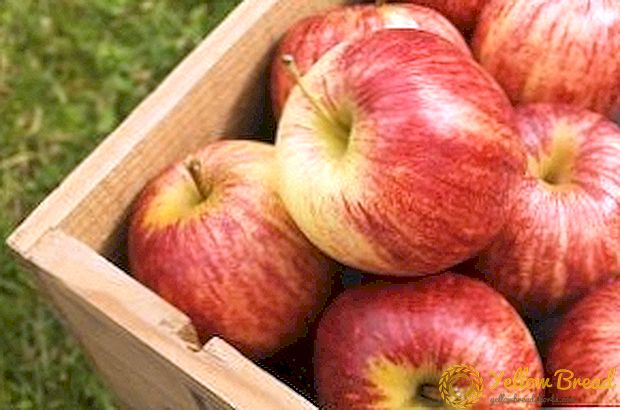 Vinter æble sorter for Moskva regionen