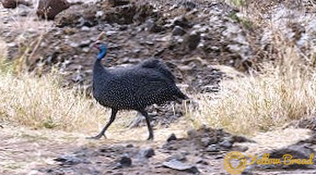 List of wild and domestic breeds of guinea fowls