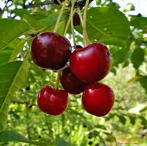 Cherry varyete 