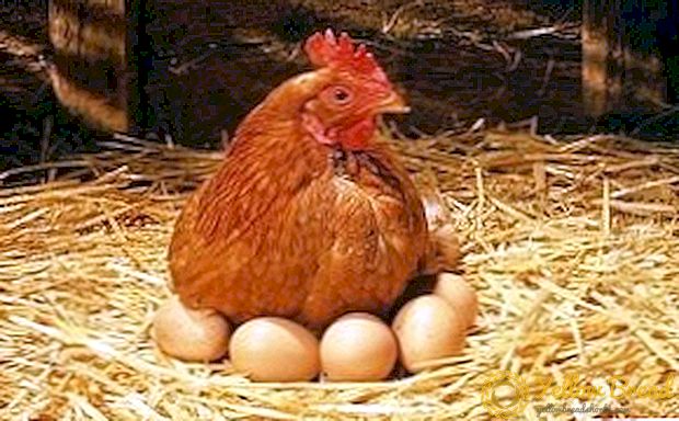 मुर्गियां रखना: पक्षियों को कैसे चुनना और रखना है