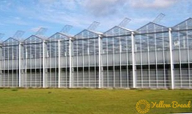 Mga katangian at katangian ng mga pang-industriya na greenhouses