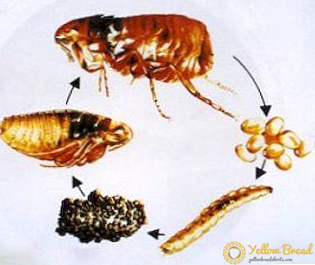 And how do they multiply? How do the eggs and larvae of fleas