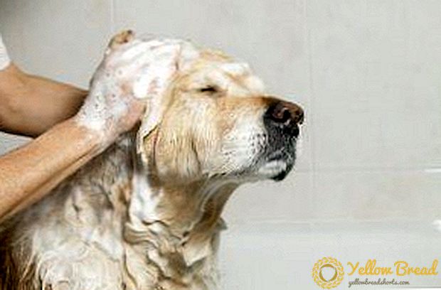 И тушираа и излекуваа! Бледна шампон за возрасни кучиња и кученца