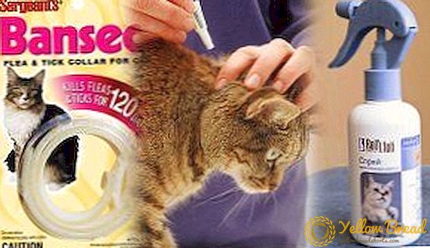 Cat fleas? No problem! Flea remedies for cats: how to withdraw at home