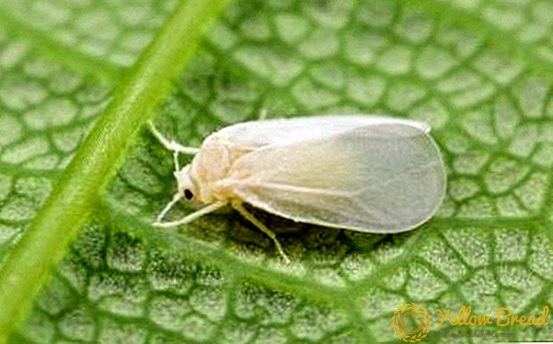 Whitefly için popüler ilaçlar. Çözümler ve süreç bitkileri nasıl hazırlanır?