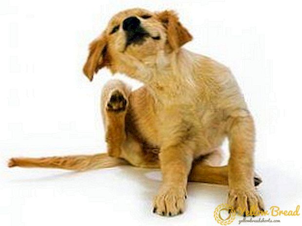 Lindungi yang kokoh! Flea Remedies for Puppies