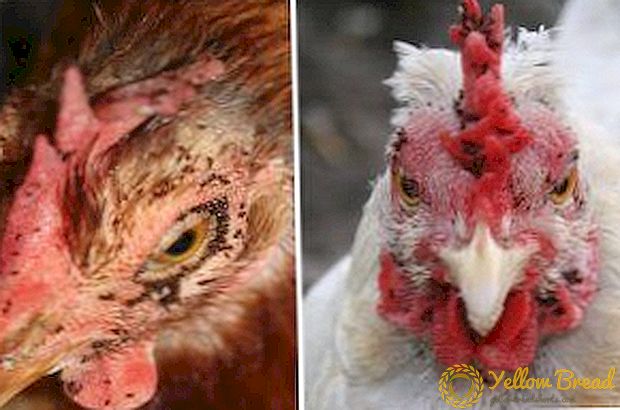 Bring dein Hühnerstall in Ordnung! Hühnerflohbekämpfungsmaßnahmen