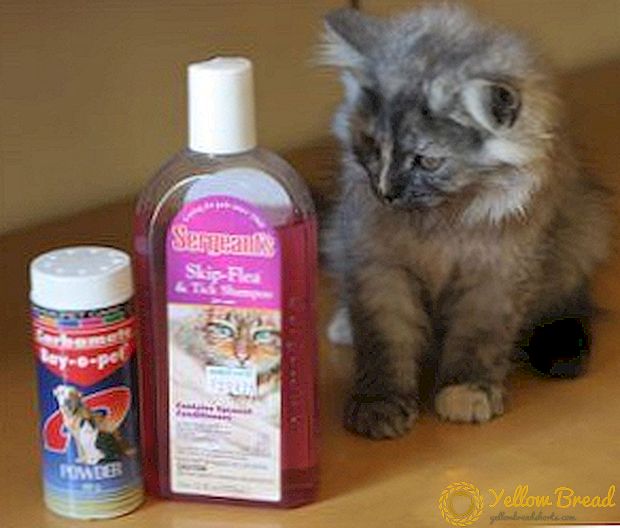 Beskyt og gør ingen skade! Loppedannelser til killinger: shampooer, dråber og andre