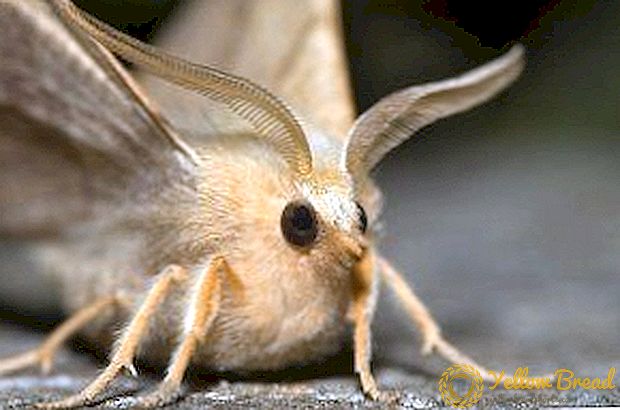 Instruksi langkah-langkah dening carane njaluk nyisihaken saka moths ing apartemen: sandhangan lan pangan, obat-obatan rakyat sing efektif lan buktiaken