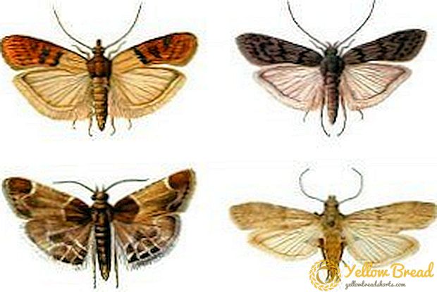 What are the types of moths? Cabbage, poplar, rowan and others, the appearance with the photo, the harm