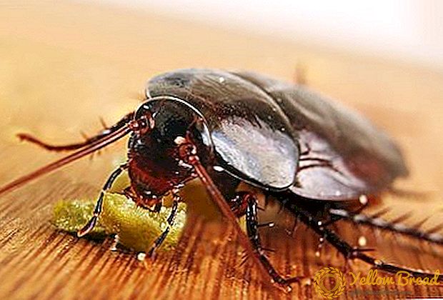 Wat te doen als kakkerlakken uit hun buren kruipen? De oorzaken van het uiterlijk en de strijd tegen hen