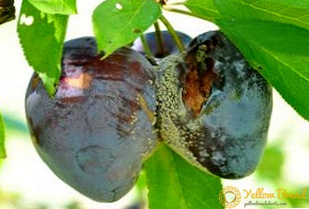 Cara efektif kanggo ngontrol hama plums