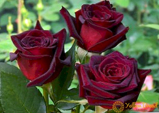 Mawar ing taman: aturan kanggo tanduran, trimming lan akeh kembang