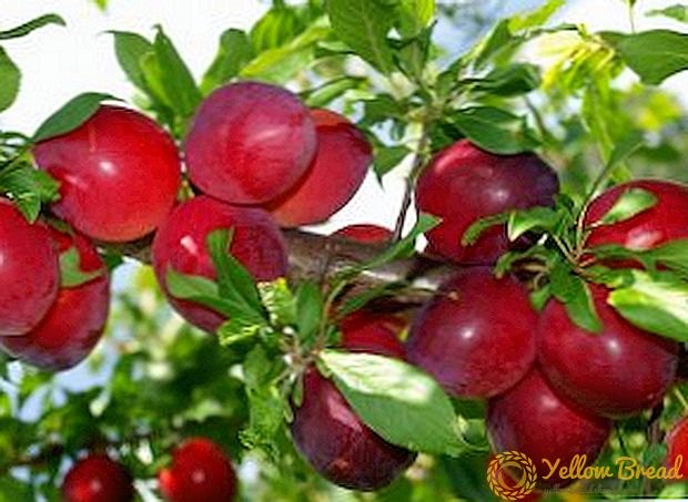 Milih varieties paling apik saka plum Cina