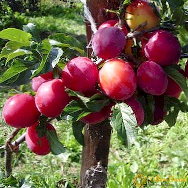 Persika plommon: beskrivning och tips för odling
