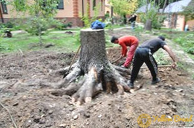How to quickly destroy a tree without cutting it, chemical removal methods