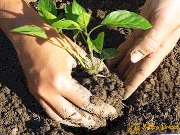Kasvava paprika kasvatamise reeglid ja saladused: ajastus ja väljumisskeem, hooldus sõltub ilmast