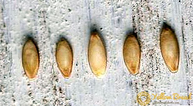 Sve tajne pripreme semena krastavaca za setvu sadnica: kako sortirati i odbaciti, karakteristike dezinfekcije, klijanja i otvrdnjavanja