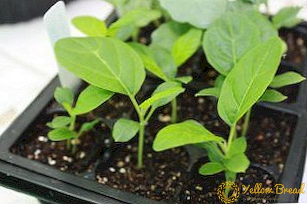 Beskrivelse av metoder for å dyrke agurker i kopper for frøplanter, i plastflasker, poser og til og med i eggskjell