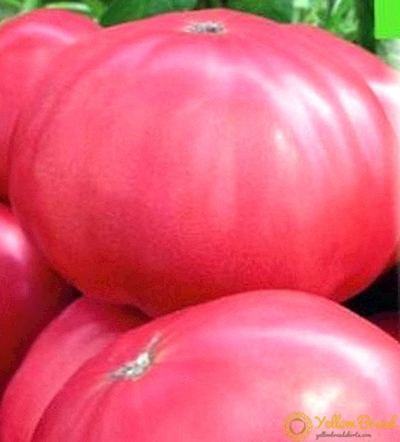 Големо-плодни домати 