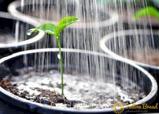 Marilah kita beritahu anda betapa kerap menyiram benih lada dan terung: komposisi dan suhu air yang sesuai, cara menyiram benih, tunas muda dan benih yang kuat