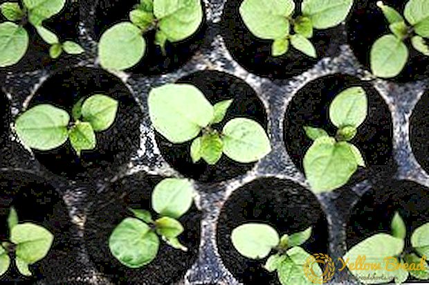 Sementes de sementa axeitadas de mudas de pementa e berinjela: cando sementar, como evitar picos, como regar e coidar