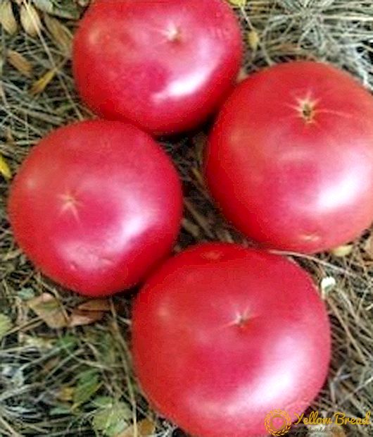 Delicious lemmik põllumajandustootjate ja marineeritud tomat 