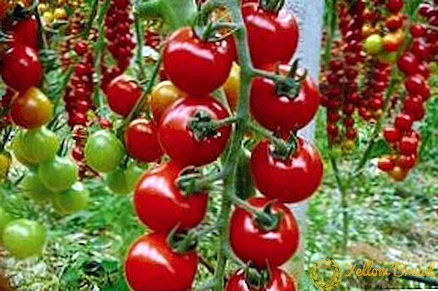 Fascinating variety of tomato 