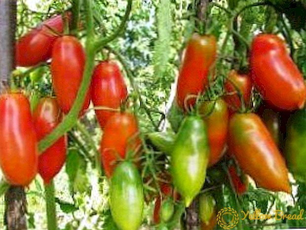 Seorang warga asing dari Siberia - perihalan dan cadangan untuk tomato yang semakin meningkat 