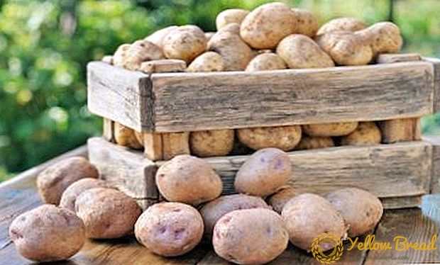 Ein Geschenk der Züchter - Kartoffel 