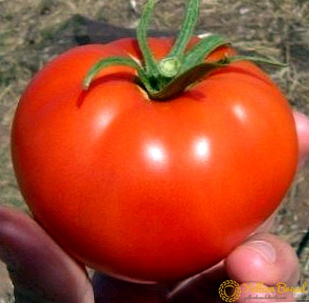 Pilihan yang baik untuk petani dan amatir adalah varietas tomat hibrida 