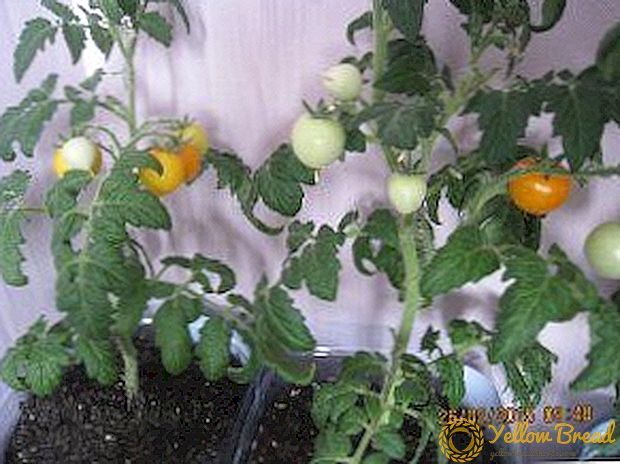 O pequeno sol no xanela da fiestra: o cultivo de tomate 