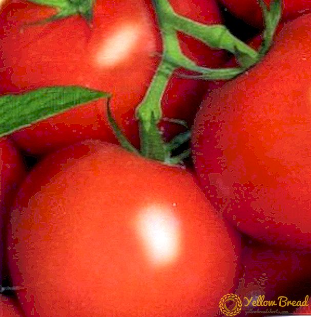Novi hibrid prve generacije - opis sorte paradajza 
