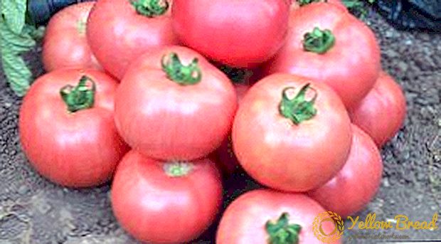 Et populært utvalg av russisk avl er Fatima Tomato: beskrivelse, karakteristikker, foto
