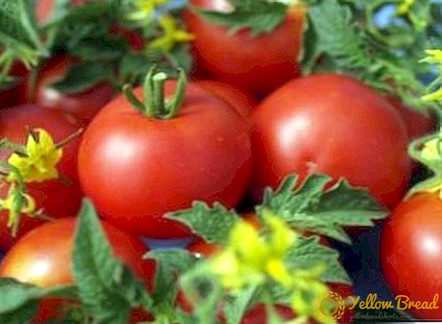 Pravi sibirski: paradajz 